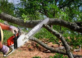 How Our Tree Care Process Works  in  Yarmouth Port, MA