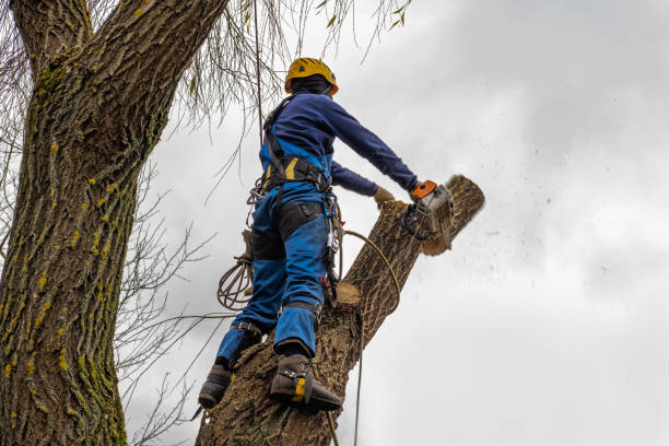 Best Tree Mulching  in Yarmouth Port, MA